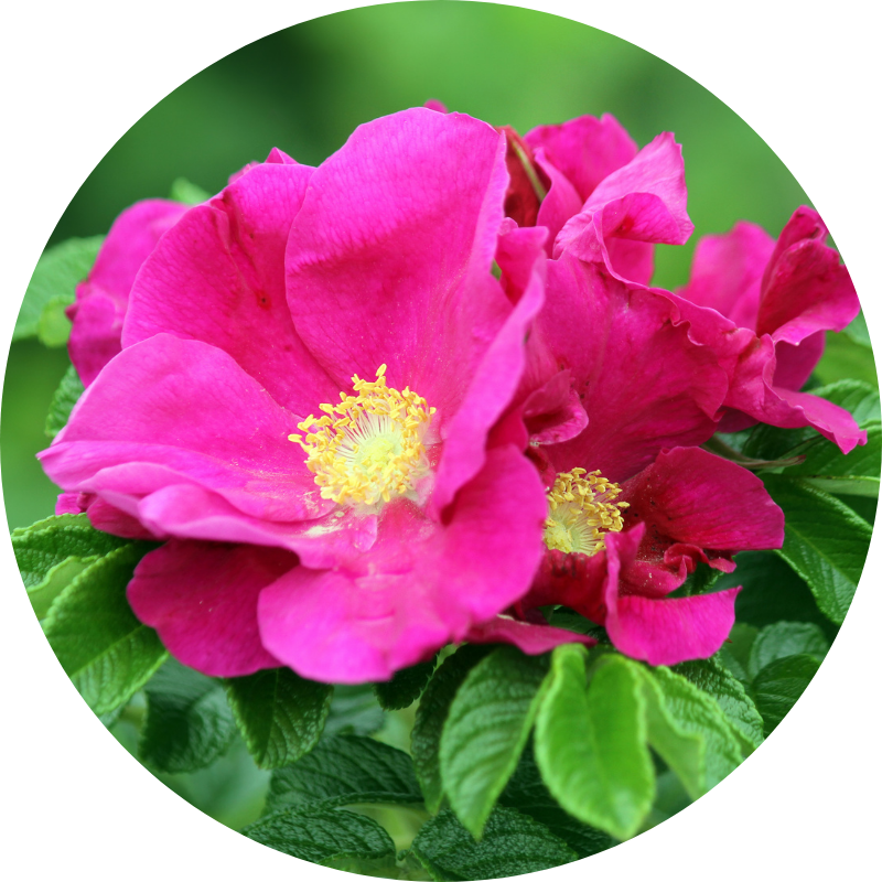 Rosa Rugosa Flower Oil