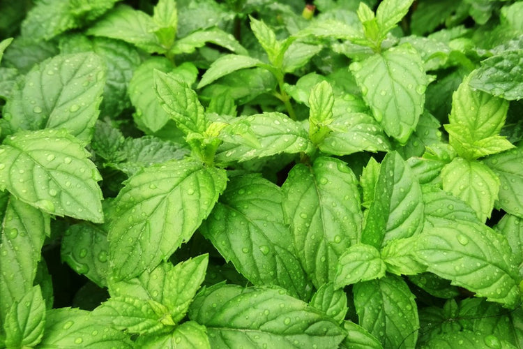 Peppermint Oil For Hair Growth%3A Could It Be That Simple