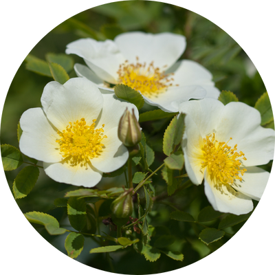Camellia Extract