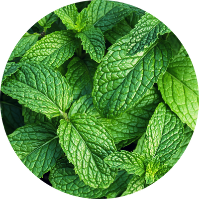 Peppermint Oil