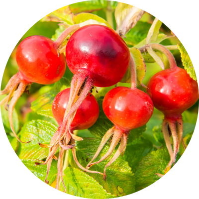 Rosa Canina Fruit Oil