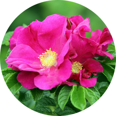 Rosa Rugosa Flower Oil