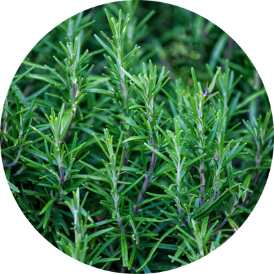 Rosemary Leaf Extract