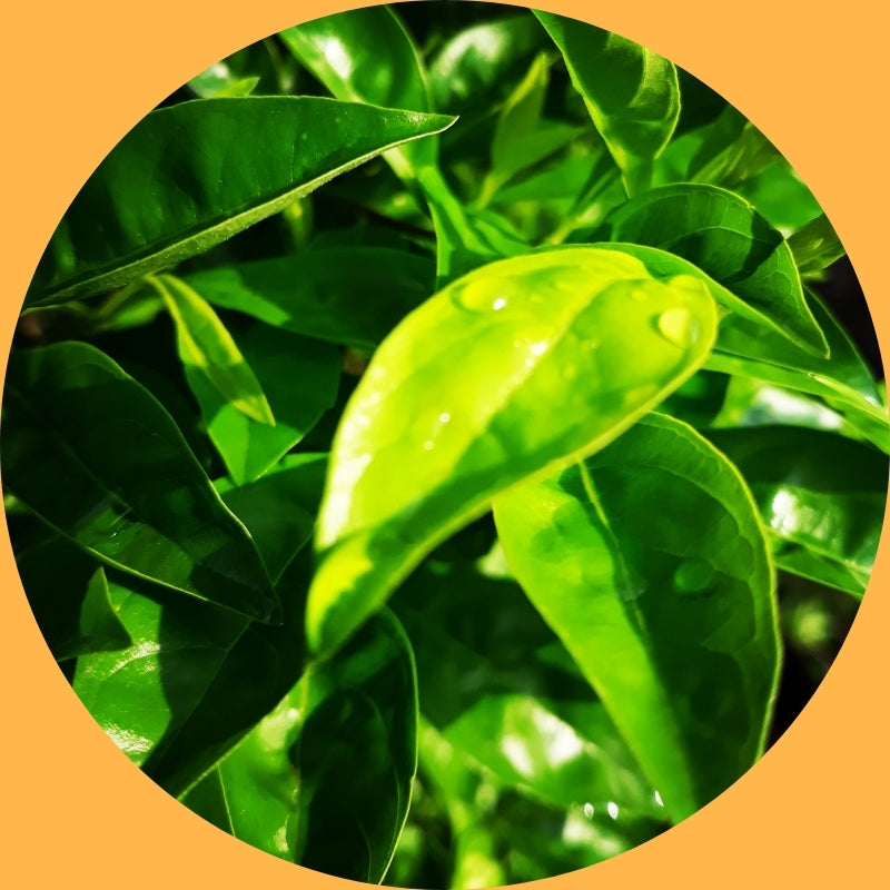 Melaleuca Alternifolia (Tea Tree) Leaf Oil
